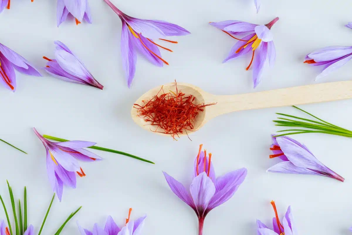 Saffron cultivation in Herat